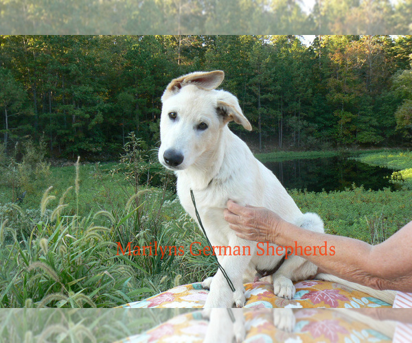 Medium Photo #4 German Shepherd Dog Puppy For Sale in PIEDMONT, MO, USA