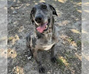 Catahoula Leopard Dog Dogs for adoption in Conroe, TX, USA