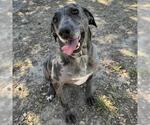 Small Catahoula Leopard Dog