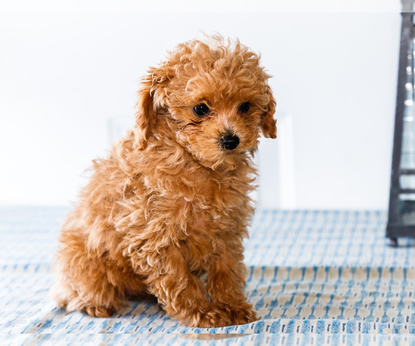Medium Photo #28 Poodle (Toy) Puppy For Sale in WAKARUSA, IN, USA