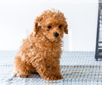Small Photo #28 Poodle (Toy) Puppy For Sale in WAKARUSA, IN, USA