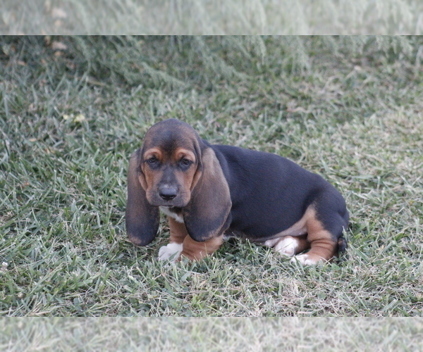 Medium Photo #13 Basset Hound Puppy For Sale in MEMPHIS, MO, USA