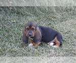 Small Photo #13 Basset Hound Puppy For Sale in MEMPHIS, MO, USA