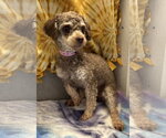 Small #1 Poodle (Miniature)