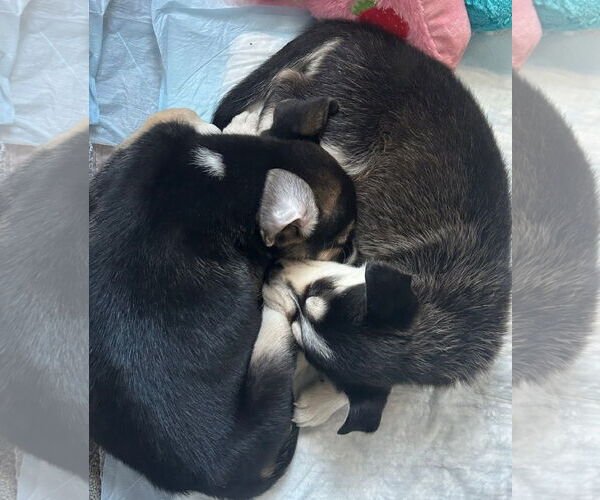 Medium Photo #5 Siberian Husky-Unknown Mix Puppy For Sale in Germantown, OH, USA