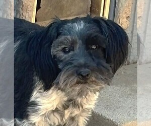 Medium Schnauzer (Miniature)