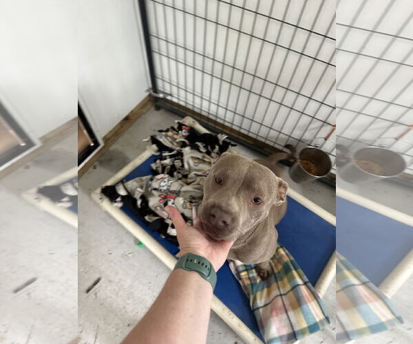 Medium Photo #5 American Pit Bull Terrier Puppy For Sale in Stover, MO, USA