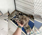 Small #4 American Pit Bull Terrier