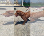 Small #2 Labrador Retriever Mix