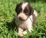 Small Photo #1 Brittany Puppy For Sale in FITZGERALD, GA, USA