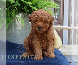 Poodle (Miniature) Puppy for sale in NARVON, PA, USA