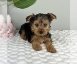 Small #4 Yorkshire Terrier