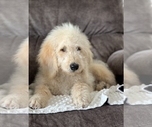 Goldendoodle Puppy for sale in MARYVILLE, MO, USA