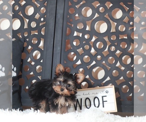 Medium Photo #3 Yorkshire Terrier Puppy For Sale in MOUNT VERNON, OH, USA