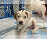 Small Photo #13 Mutt Puppy For Sale in Wenonah, NJ, USA