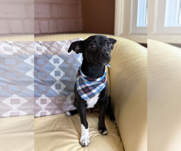 Medium Photo #2 Italian Greyhuahua Puppy For Sale in Phoenix, AZ, USA