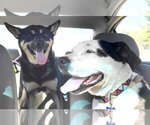 Small #3 American Pit Bull Terrier Mix