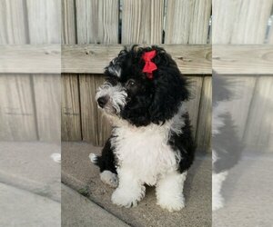 Bichpoo Puppy for sale in TEMPLE, TX, USA