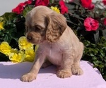 Small Photo #24 Cocker Spaniel Puppy For Sale in GOSHEN, IN, USA