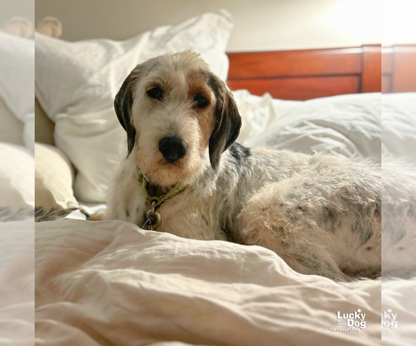 Medium Photo #5 Pointer Puppy For Sale in Washington, DC, USA