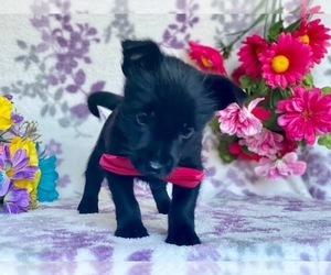 Schipperke-Yorkshire Terrier Mix Puppy for sale in LANCASTER, PA, USA