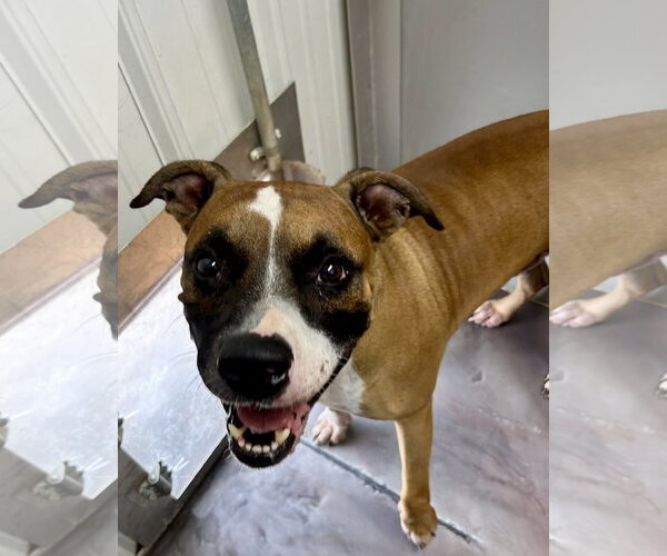 Medium Photo #3 Boxer Puppy For Sale in Corning, AR, USA