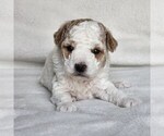Puppy Fluff Poodle (Miniature)