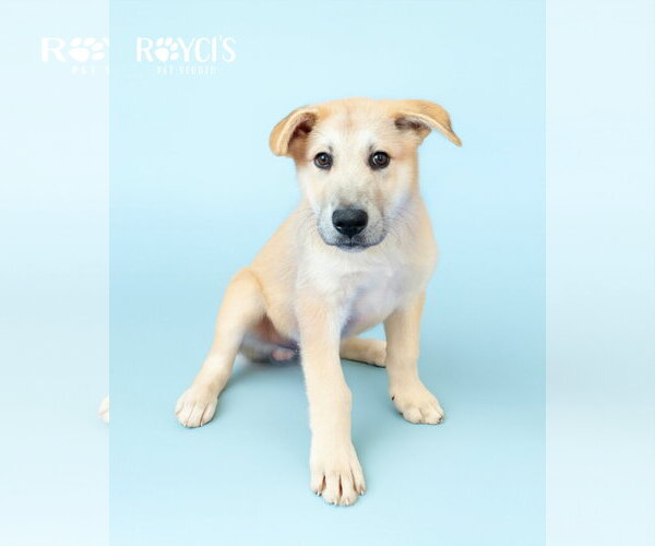 Medium Photo #4 German Shepherd Dog-Great Pyrenees Mix Puppy For Sale in Bountiful, UT, USA