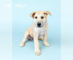 Small #3 German Shepherd Dog-Great Pyrenees Mix
