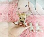 Small #4 Chihuahua