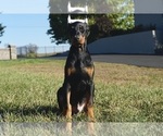 Small #4 Doberman Pinscher