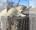 Small Photo #5 Siberian Husky Puppy For Sale in STAPLES, MN, USA