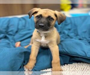 Labrador Retriever-Unknown Mix Dogs for adoption in Conroe, TX, USA
