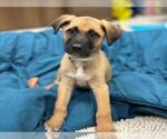 Small Labrador Retriever Mix
