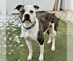 Small #12 Boxer Mix