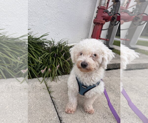 Medium Photo #1 Bichon Frise Puppy For Sale in Sanford, FL, USA