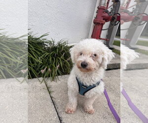 Bichon Frise Dogs for adoption in Sanford, FL, USA
