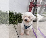 Small Bichon Frise
