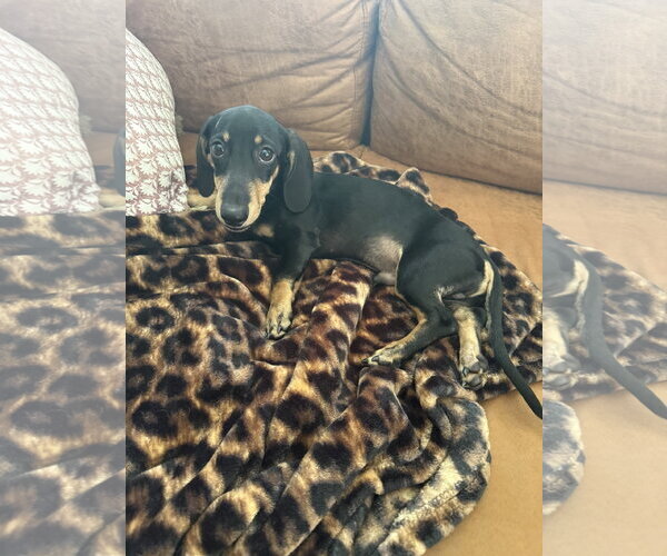 Medium Photo #3 Dachshund Puppy For Sale in St. Louis Park, MN, USA