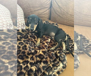 Lowry - Male Dachshund Dog for Adoption - Photo #3