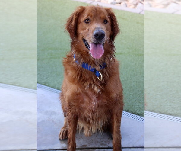 Medium Photo #1 Golden Retriever Puppy For Sale in Glendale , AZ, USA