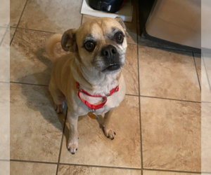 Pug-Unknown Mix Dogs for adoption in Springdale, PA, USA