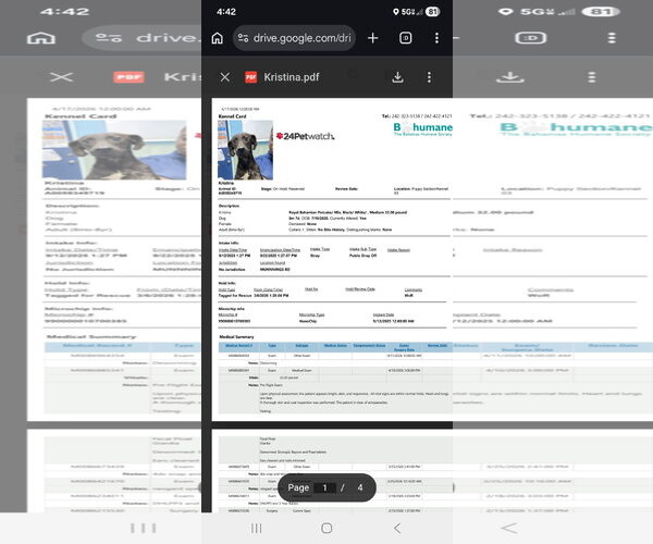 Medium Photo #3 Labrador Retriever-Unknown Mix Puppy For Sale in NYC, NY, USA