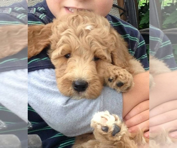 Medium Photo #1 Goldendoodle Puppy For Sale in SAN JOSE, CA, USA