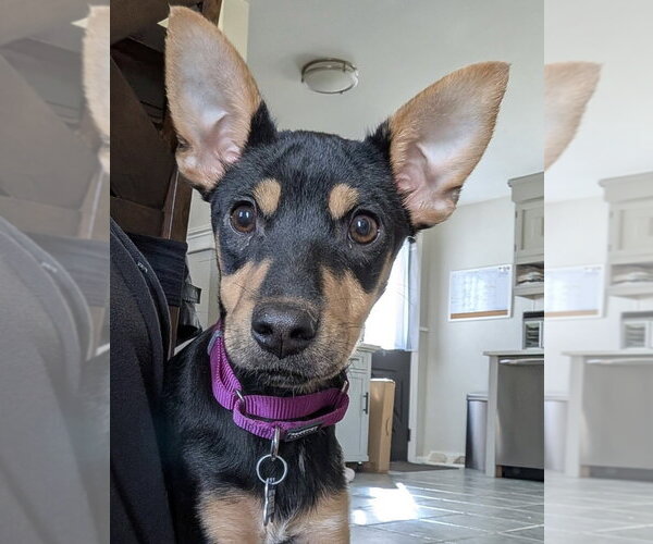 Medium Photo #10 Mutt Puppy For Sale in Oak Bluffs, MA, USA