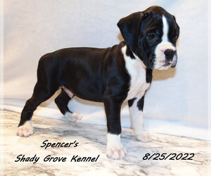 Boxer Puppy for sale in CABOOL, MO, USA
