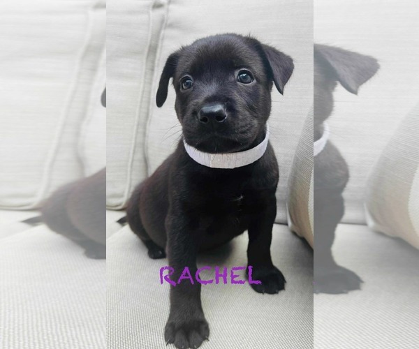 Medium Photo #1 Labrador Retriever-Unknown Mix Puppy For Sale in Mission Viejo, CA, USA