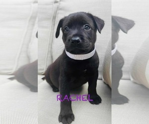 Labrador Retriever-Unknown Mix Dogs for adoption in Mission Viejo, CA, USA