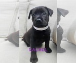 Small Labrador Retriever Mix