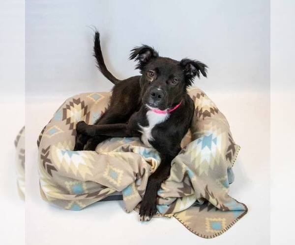 Medium Photo #6 Bulldog-Retriever  Mix Puppy For Sale in Kennesaw, GA, USA